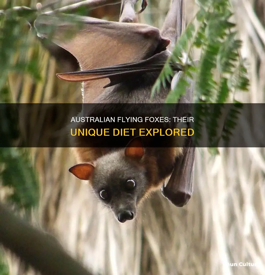 what do australian flying foxes eat