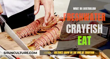 Australian Crayfish Diet: Freshwater Food Preferences