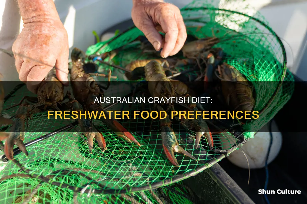 what do australian freshwater crayfish eat