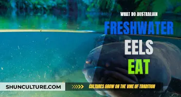Australian Freshwater Eels: Diet and Nutrition Secrets Revealed
