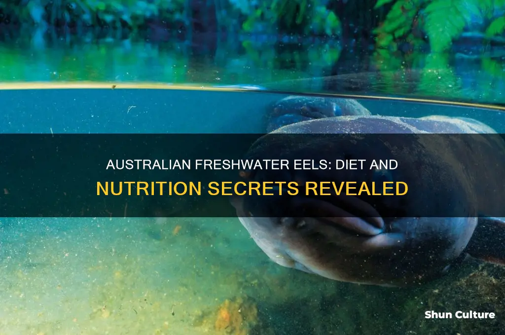 what do australian freshwater eels eat