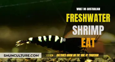 Australian Freshwater Shrimp: A Diet Exploration