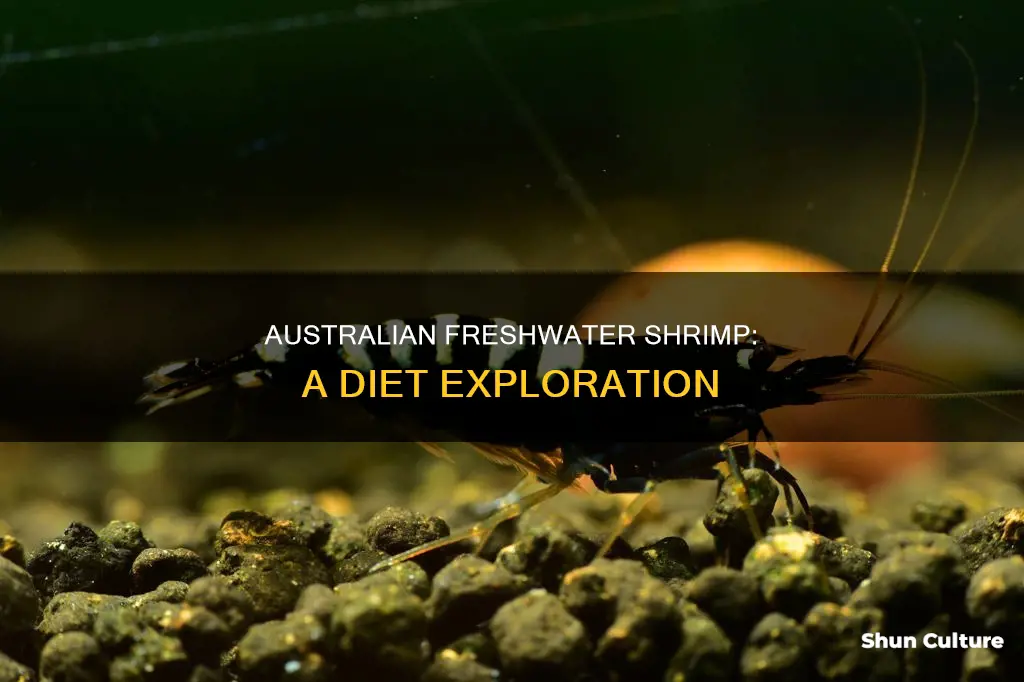 what do australian freshwater shrimp eat