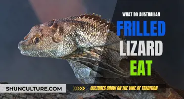 The Frilled Lizard's Diet: What Do They Eat in Australia?