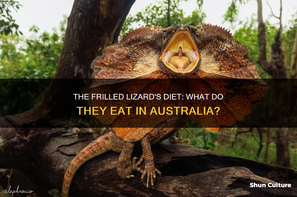 what do australian frilled lizard eat