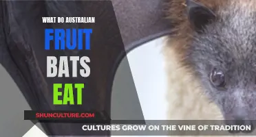 Australian Fruit Bats: Their Unique Diet Explored