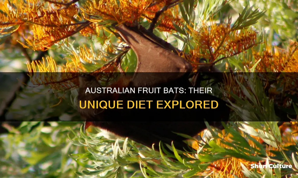 what do australian fruit bats eat