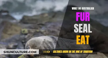 Australian Fur Seals' Diet: What They Eat and Why