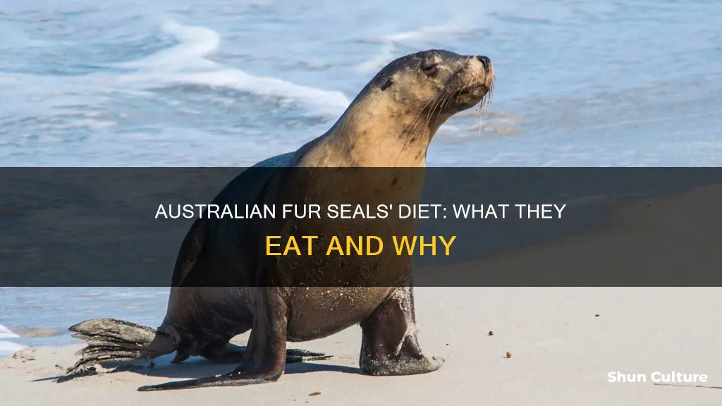 what do australian fur seal eat