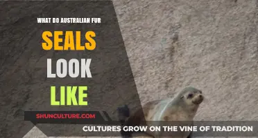 Australian Fur Seals: Distinctive Features and Appearance