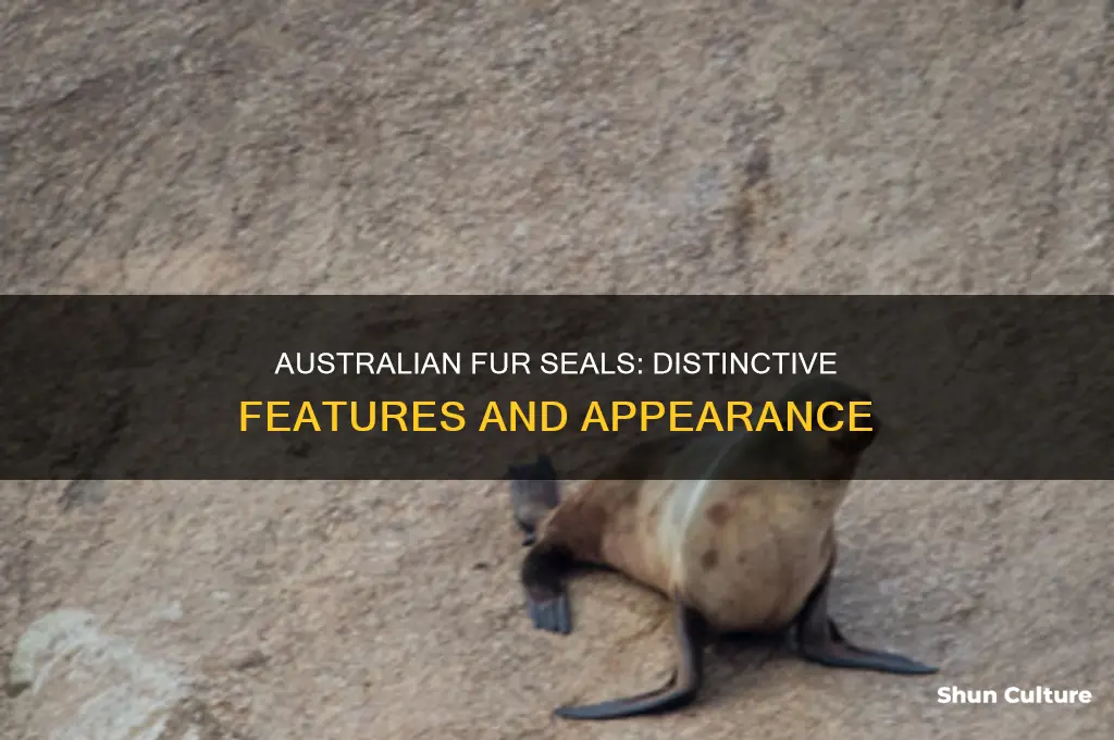 what do australian fur seals look like
