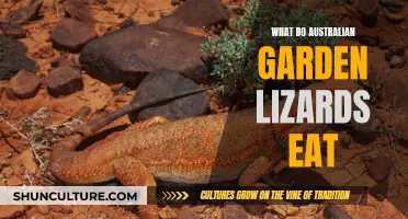 Garden Lizards' Favorite Foods in Australia