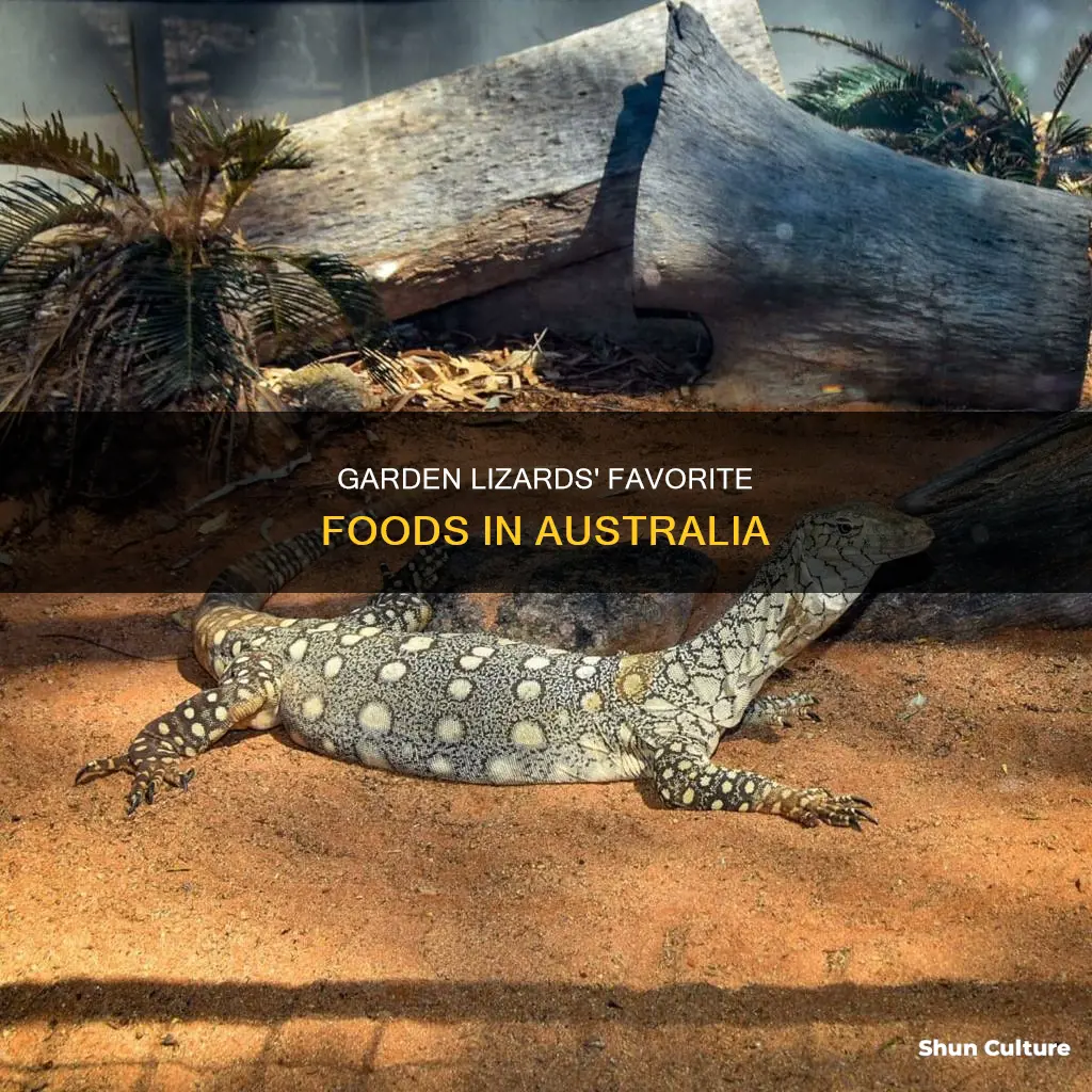 what do australian garden lizards eat