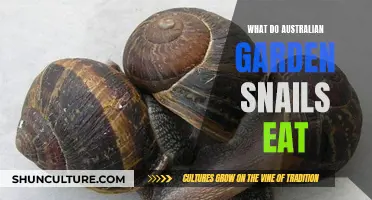Australian Garden Snails: Their Favorite Foods and Dietary Habits
