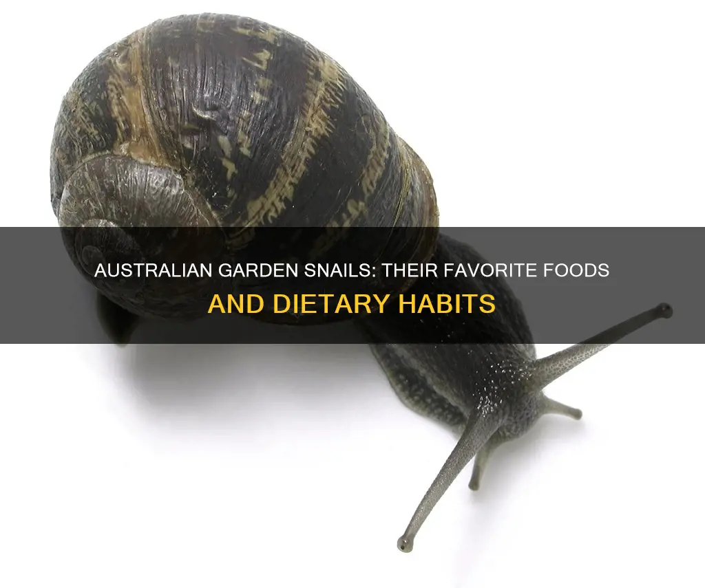 what do australian garden snails eat
