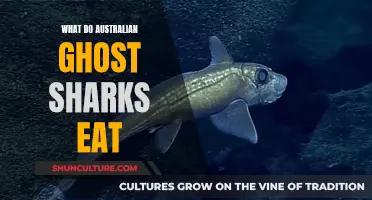 Ghost Shark Diet: What's on the Menu Down Under?