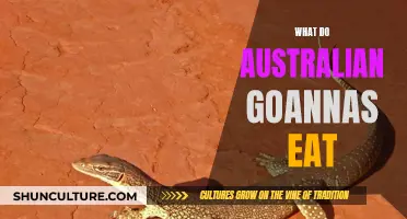 Goannas' Eating Habits: A Guide to Their Australian Diet