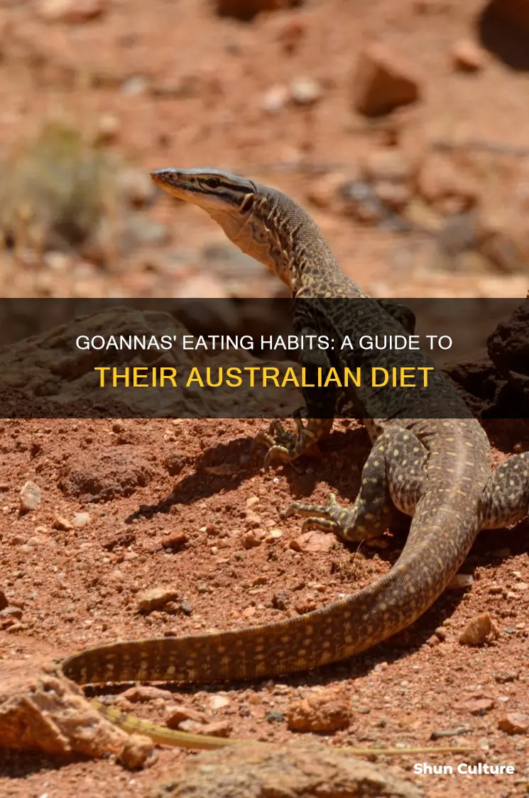 what do australian goannas eat