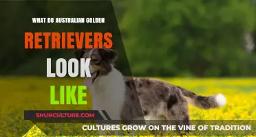 Golden Retrievers: Australia's Unique Breed