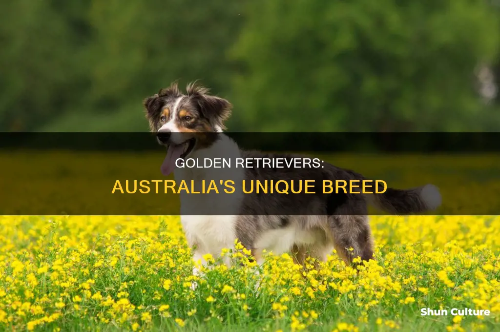what do australian golden retrievers look like