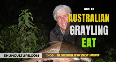Australian Grayling Diet: Understanding Their Unique Feeding Habits