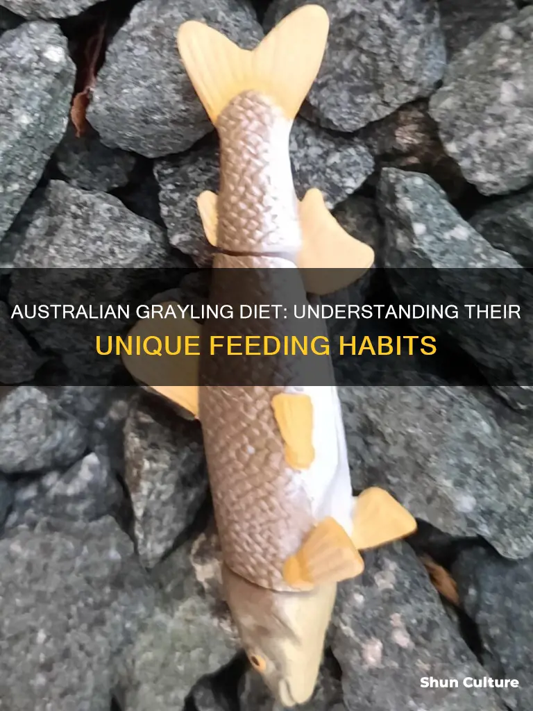 what do australian grayling eat