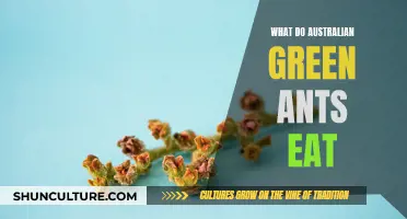 Green Ant Diet: What Do They Eat in Australia?