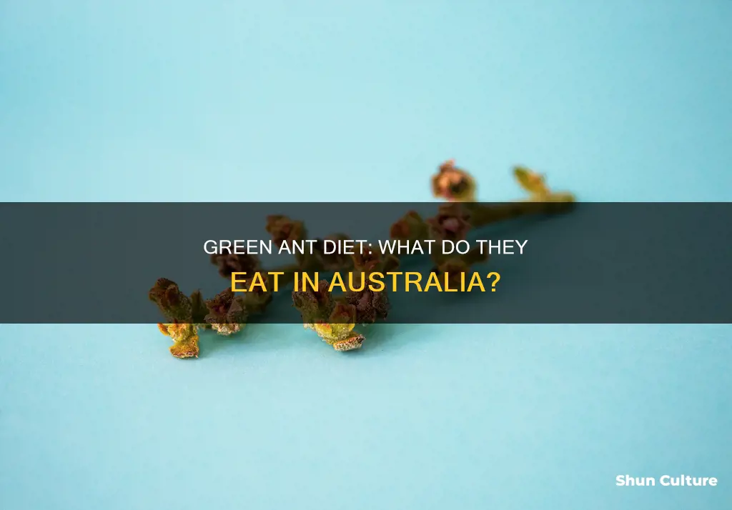 what do australian green ants eat