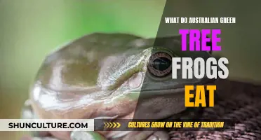 Australian Green Tree Frogs: Their Diet Explored