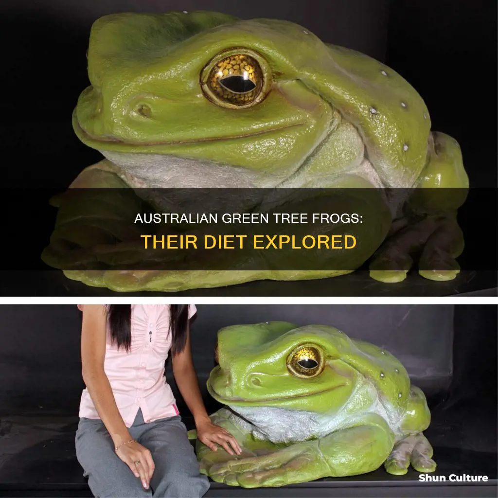 what do australian green tree frogs eat