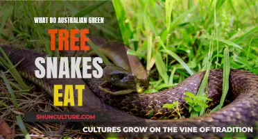 Australian Green Tree Snakes: Their Unique Diet Explored