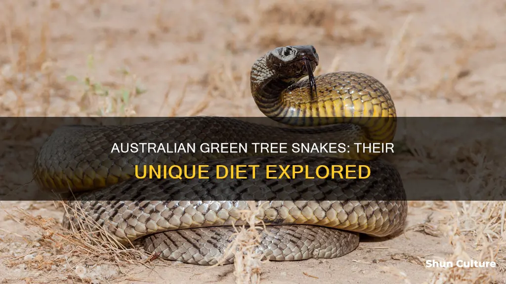what do australian green tree snakes eat