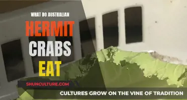 Australian Hermit Crabs: What's on Their Menu?