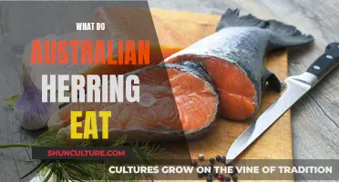 Herring Diet: What Do Australian Herrings Eat?