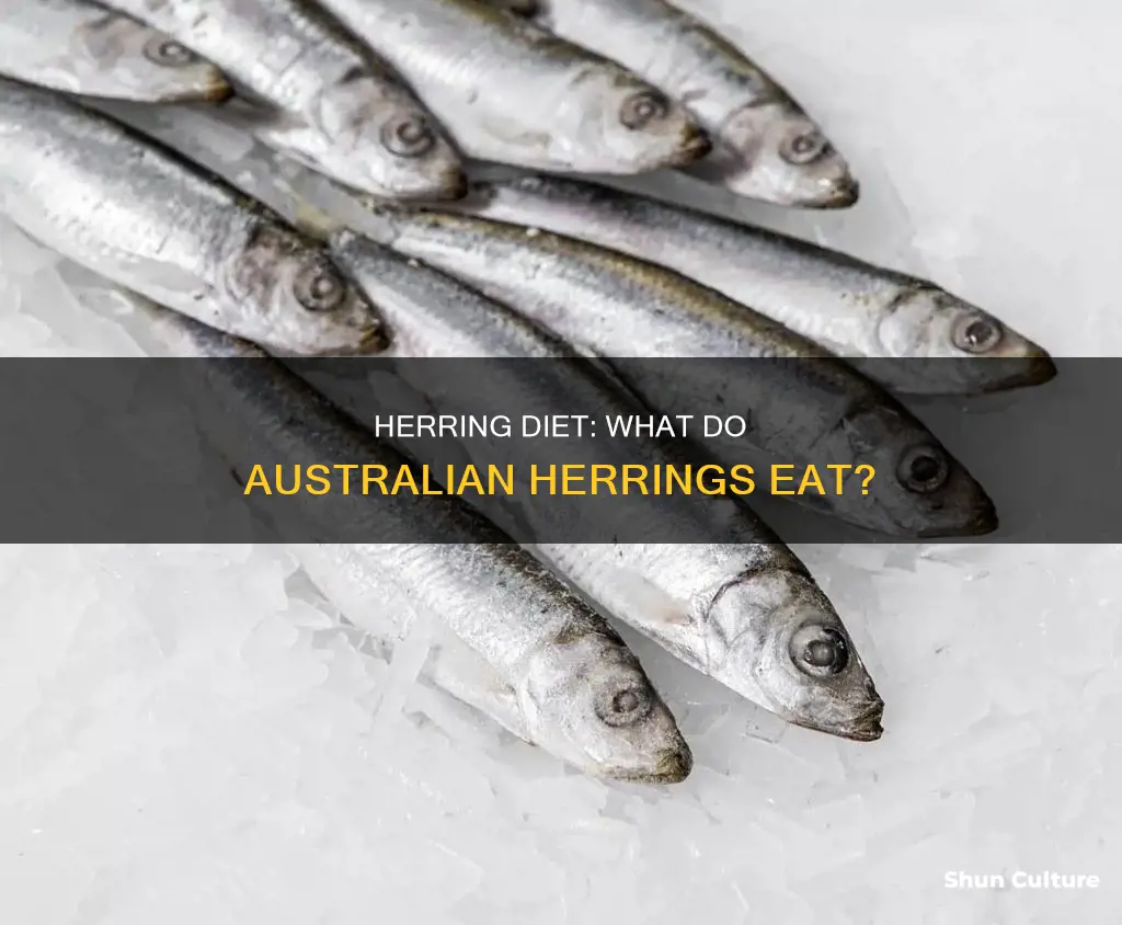 what do australian herring eat