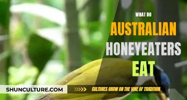 Australian Honeyeaters' Unique Diet: Nectar and Beyond