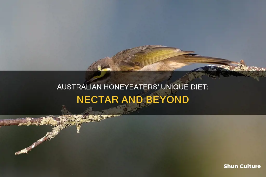 what do australian honeyeaters eat