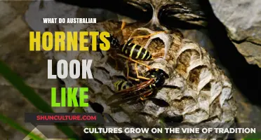 Australian Hornets: Identifying the Giant Stinging Insects