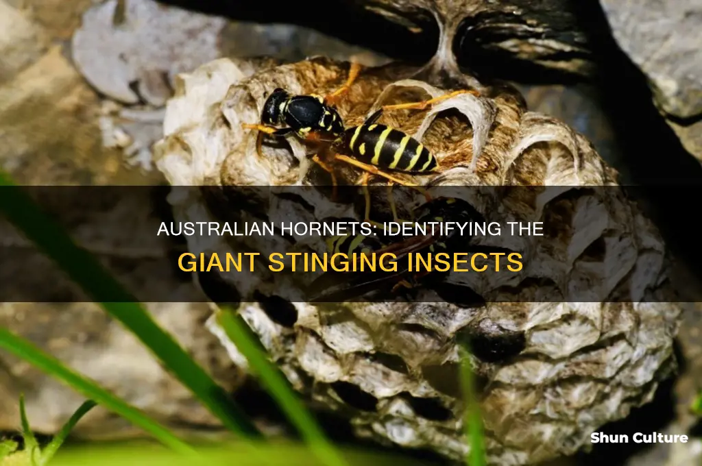 what do australian hornets look like