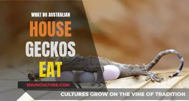 Australian House Geckos: Their Diet Explored
