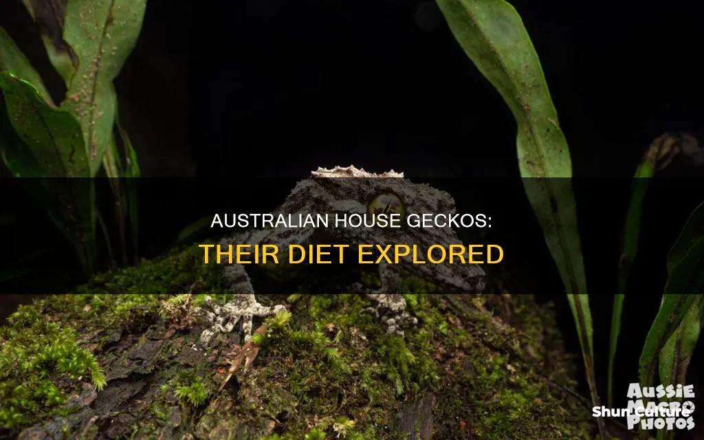 what do australian house geckos eat