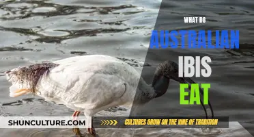 Australian Ibis Diet: Understanding Their Unique Eating Habits