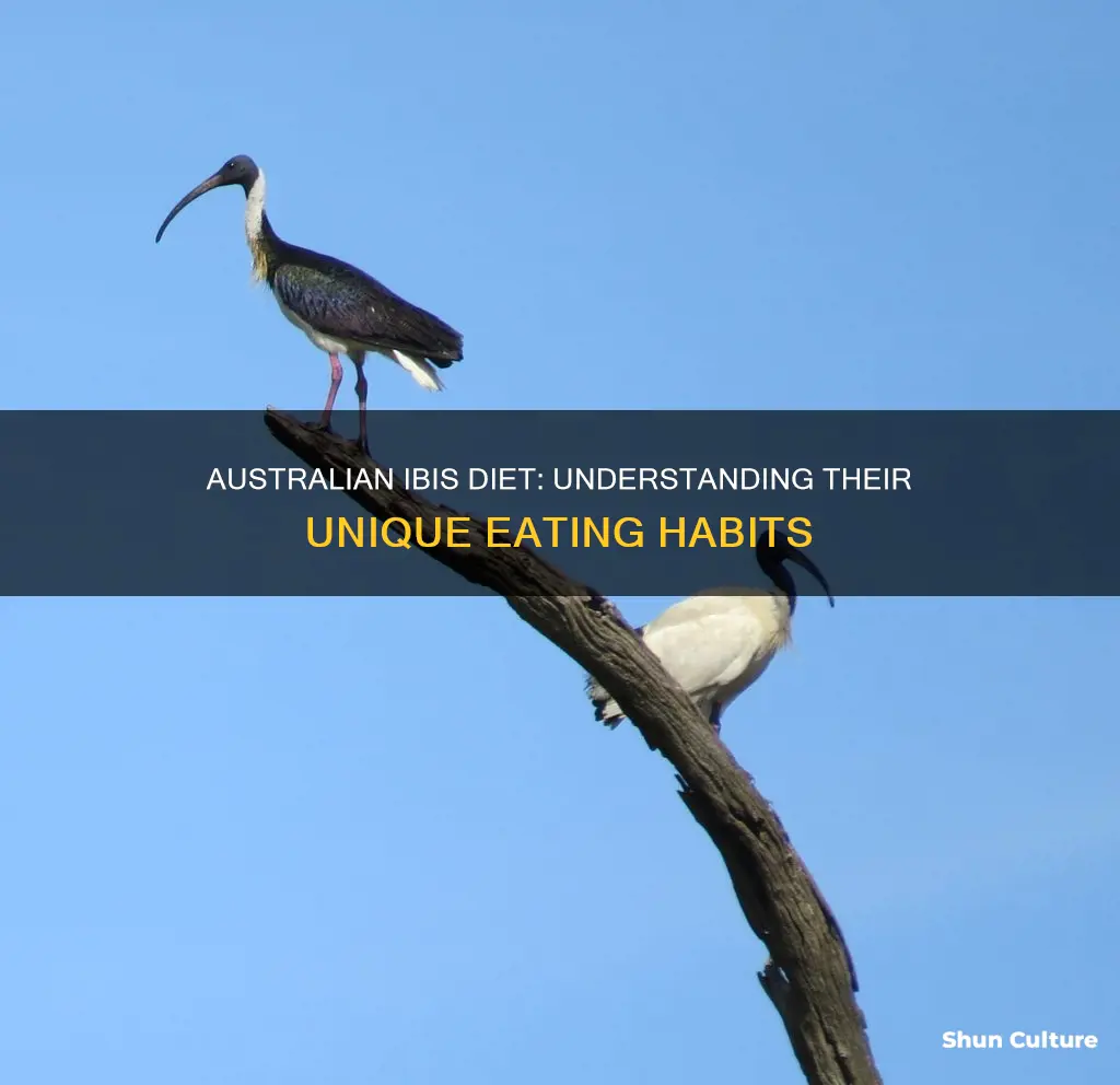 what do australian ibis eat