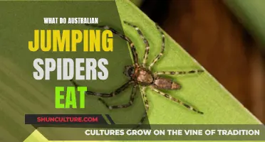 Jumping Spiders' Appetite: An Australian Perspective