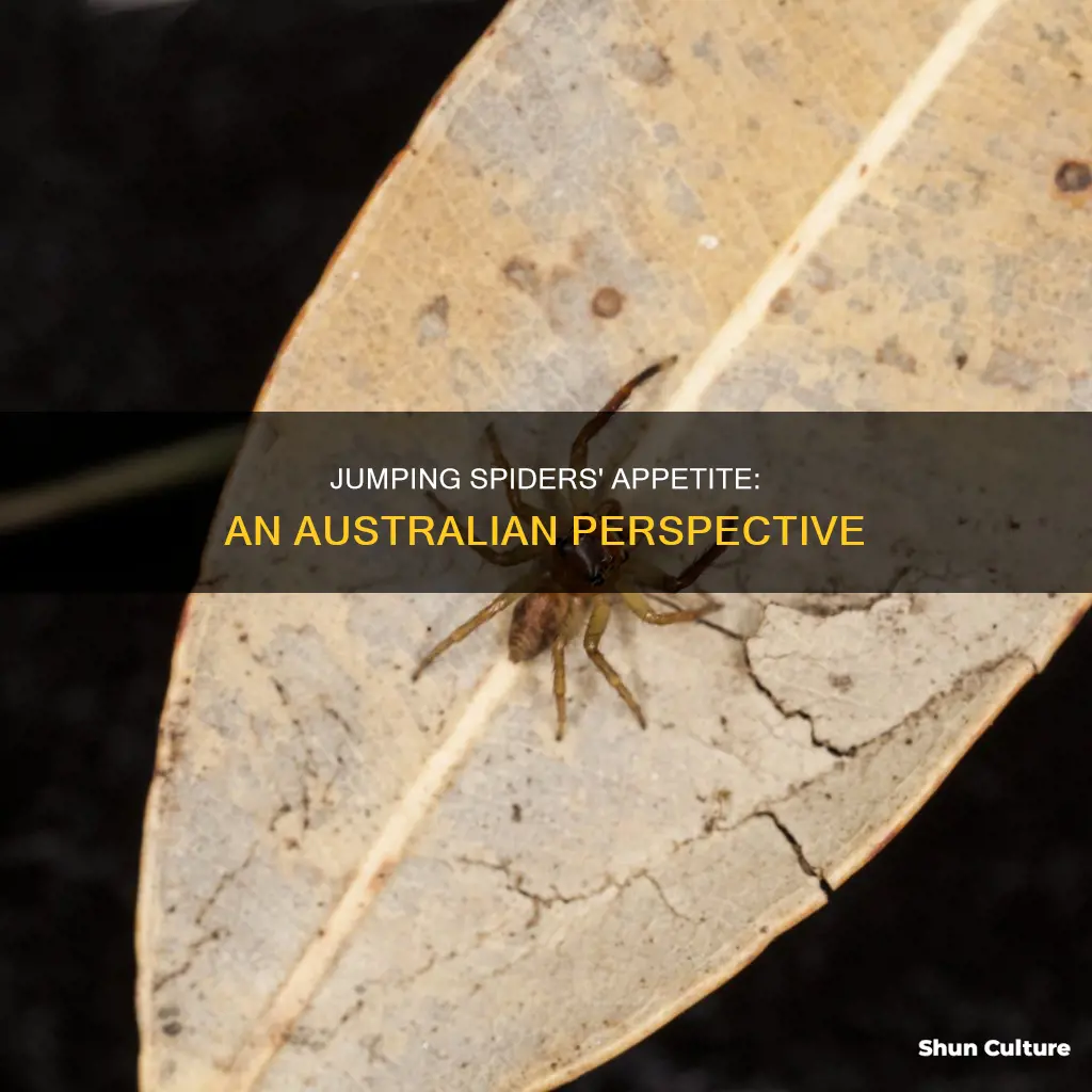 what do australian jumping spiders eat