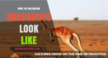 Kangaroos: Australia's Unique and Iconic Marsupials