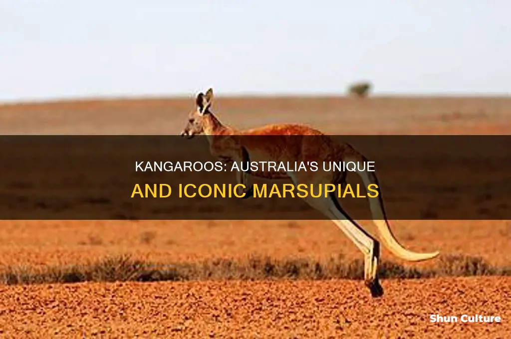 what do australian kangaroos look like
