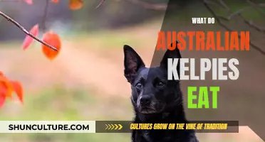Australian Kelpies' Diet: What Do They Eat?