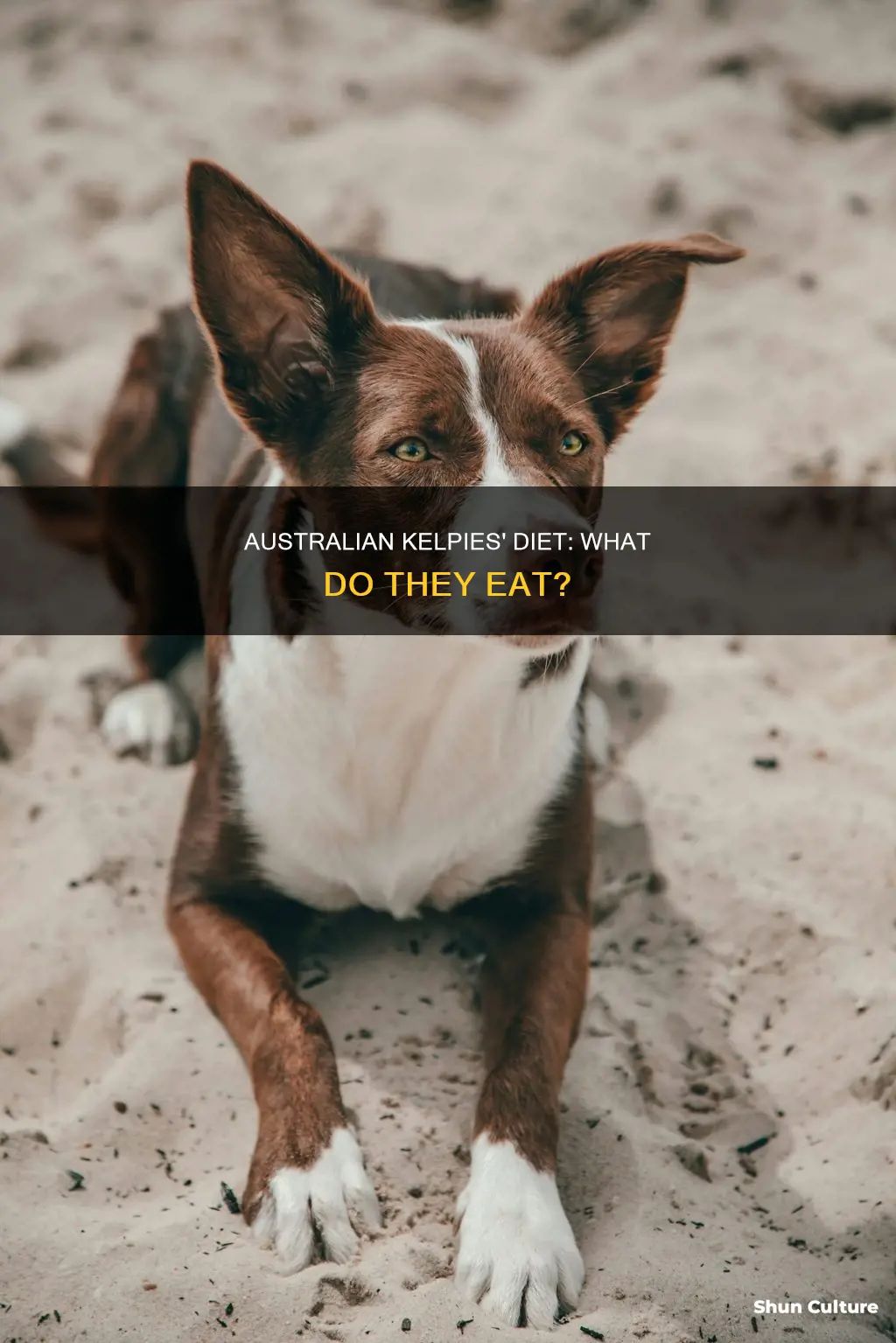 what do australian kelpies eat