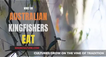 Australian Kingfishers: Their Unique Diet and Eating Habits